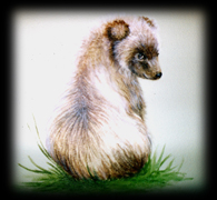 Litl Bear